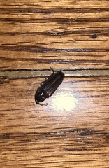 Elateridae