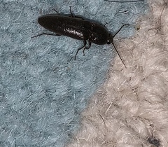 Elateridae