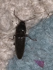 Elateridae