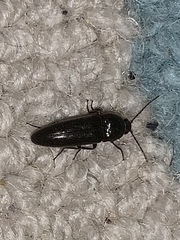 Elateridae