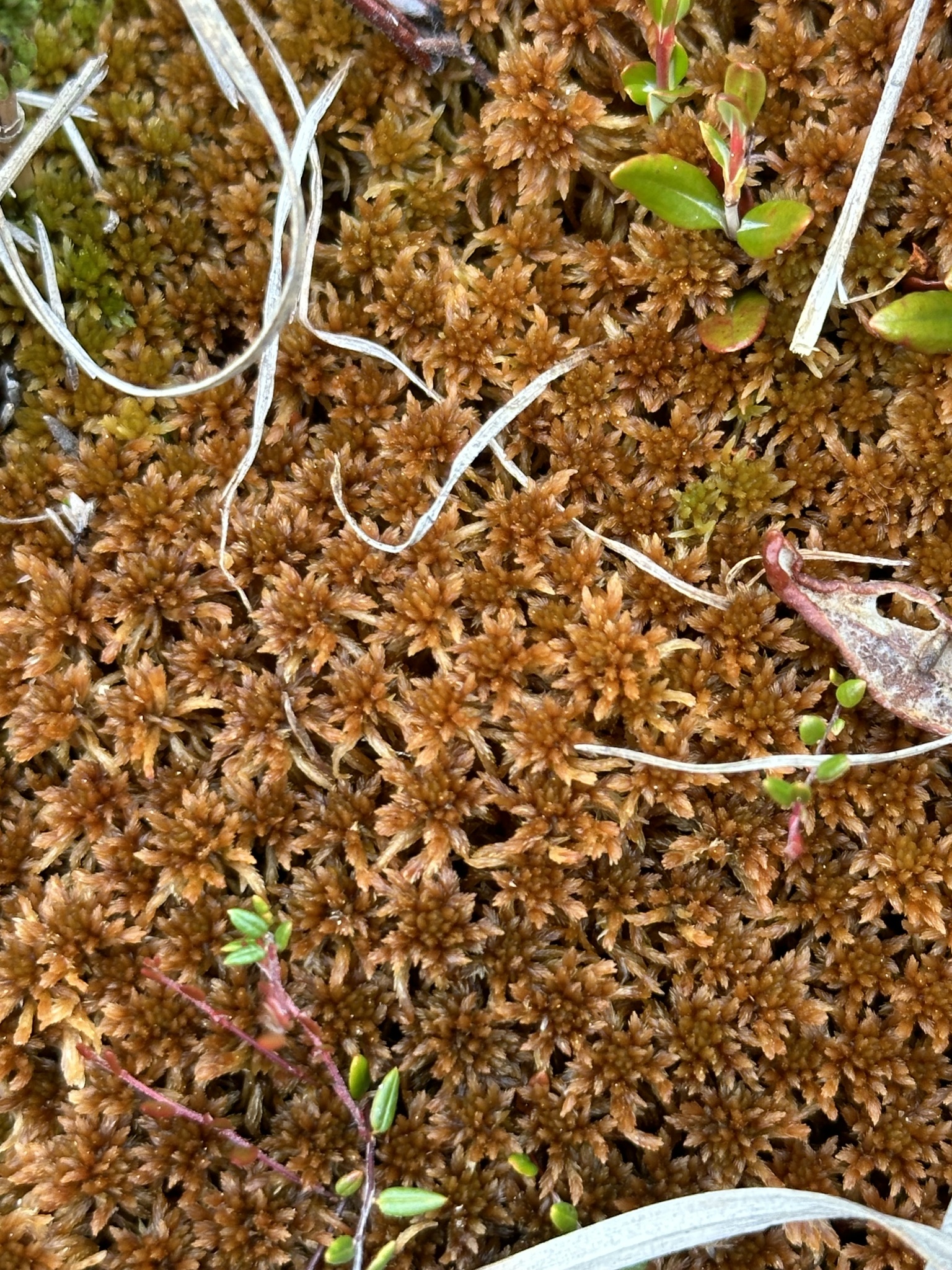 Sphagnum fuscum