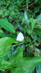 Celastrina lavendularis himilcon