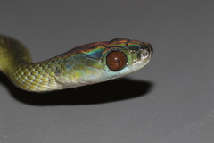 Laurent's Green Tree-Snake photo 3