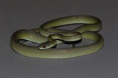 Laurent's Green Tree-Snake photo 2