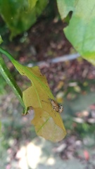 Eugnathus distinctus