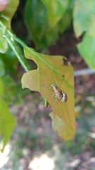 Eugnathus distinctus