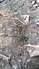 Polycanthagyna erythromelas