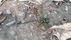 Polycanthagyna erythromelas