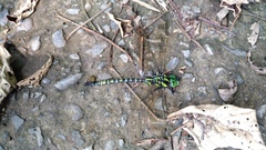 Polycanthagyna erythromelas