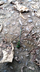 Polycanthagyna erythromelas