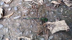 Polycanthagyna erythromelas