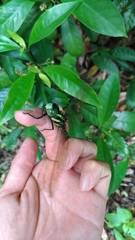 Polycanthagyna erythromelas