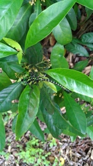 Polycanthagyna erythromelas