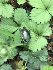 Anomala octiescostata