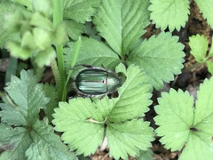 Anomala octiescostata