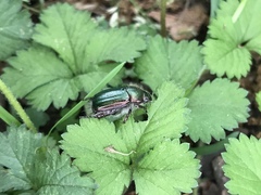 Anomala octiescostata