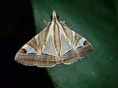 Agrioglypta itysalis