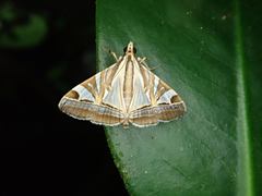 Agrioglypta itysalis