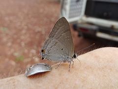 Hypolycaena phorbas