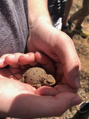 Phrynosoma douglasii