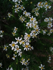 Phymaspermum parvifolium