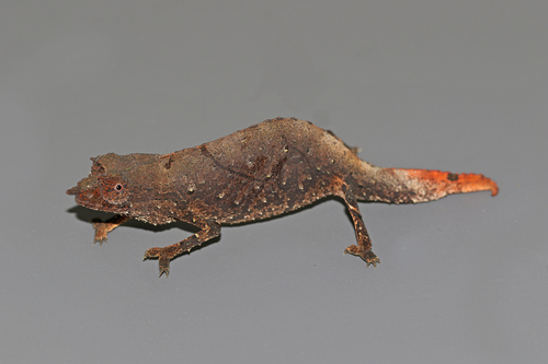 Spectral Pygmy Chameleon