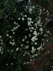 Phymaspermum parvifolium