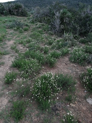 Phymaspermum parvifolium