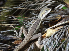 Lophognathus gilberti
