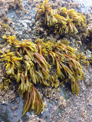 Pelvetiopsis limitata