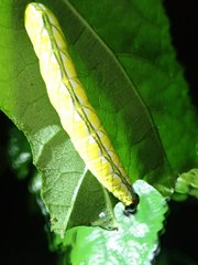 Chadisra bipars
