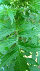 Phaneroptera nigroantennata