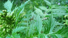 Phaneroptera nigroantennata