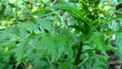 Phaneroptera nigroantennata