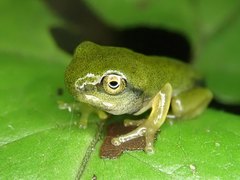 Hyla chinensis