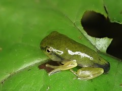 Hyla chinensis