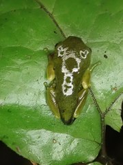 Hyla chinensis