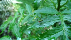 Phaneroptera nigroantennata