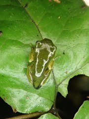 Hyla chinensis
