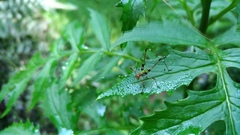 Phaneroptera nigroantennata