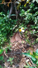 Euploea mulciber barsine