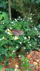 Euploea mulciber barsine