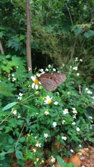 Euploea mulciber barsine