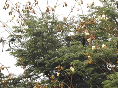 Parkia