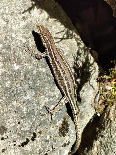 Guadarrama Wall Lizard, 28440 Guadarrama, Madrid, España, photo 6 of 10