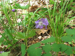 Geranium platyanthum