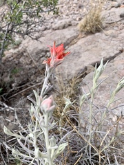 Castilleja lanata