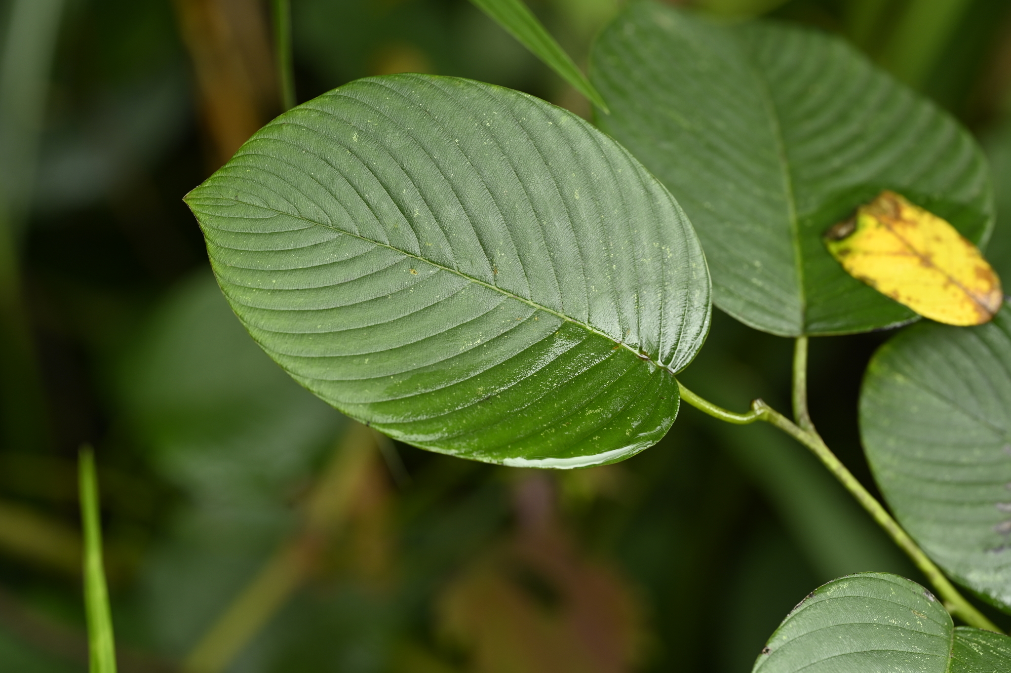 Berchemia fenchifuensis