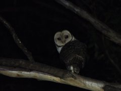 Tyto novaehollandiae