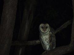 Tyto novaehollandiae